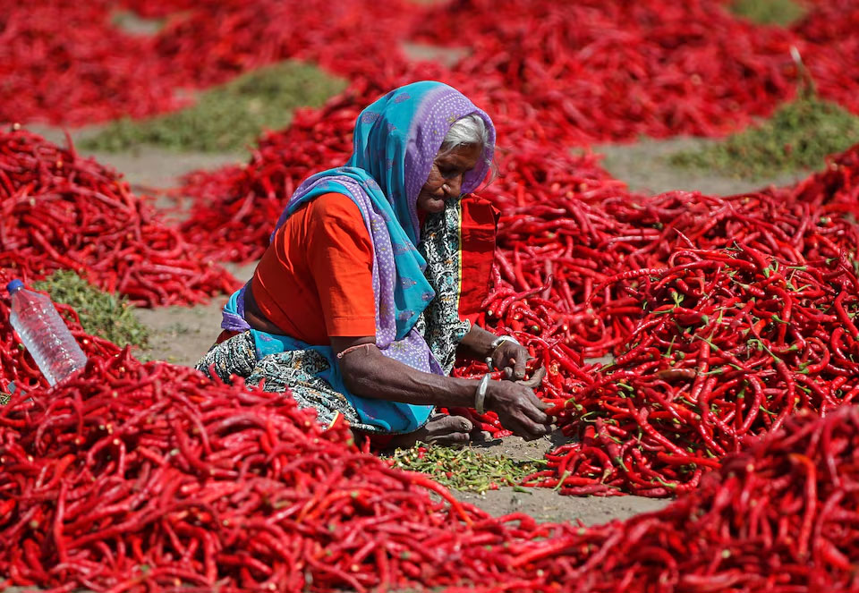 Red Chillies